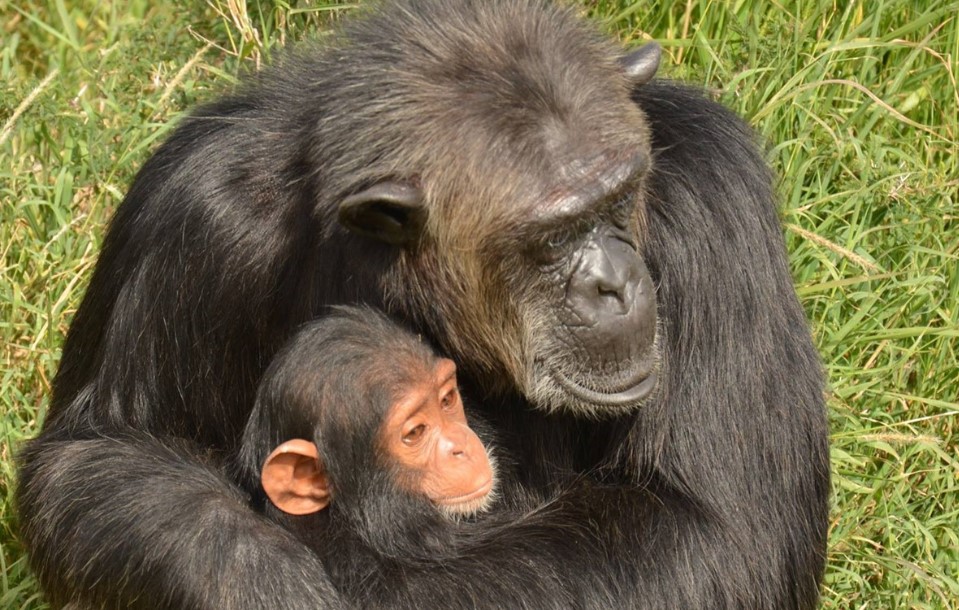 OL PEJETA’s Sweetwaters Chimpanzee Sanctuary Reopens After 3 Years